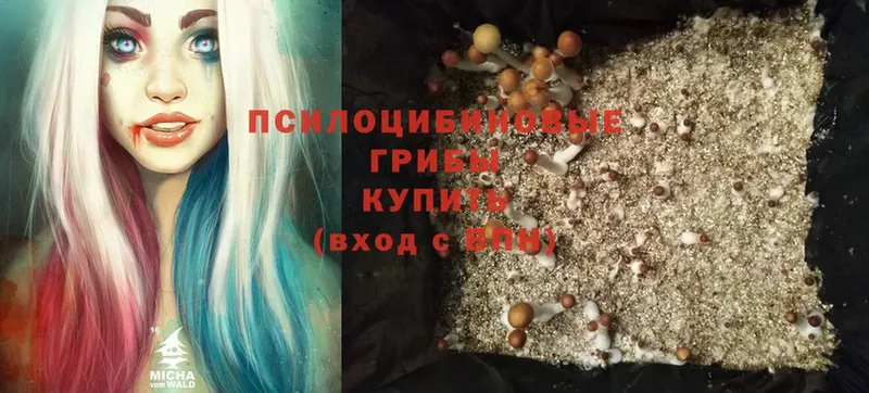 Галлюциногенные грибы Psilocybine cubensis Злынка